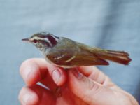 Phylloscopus reguloides Happy Island (Shijiu Tuodao), Hebei, China 19980517 (3)