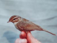 Phylloscopus schwarzi Happy Island (Shijiu Tuodao), Hebei, China 19980513 (12)