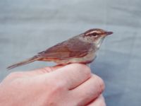 Phylloscopus schwarzi Happy Island (Shijiu Tuodao), Hebei, China 19980518