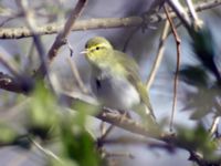 Phylloscopus sibilatrix Klagshamns udde, Malmö, Skåne, Sweden 20050426 024