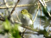 Phylloscopus sibilatrix Klagshamns udde, Malmö, Skåne, Sweden 20050426 051