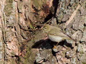 Phylloscopus trochilus - Willow Warbler - Lövsångare