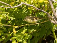 Acrocephalus palustris Oljesjödiket, Malmö, Skåne, Sweden 20220729_0020