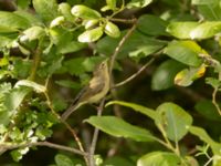 Phylloscopus trochilus 1cy Lertagsdammen, Klagshamns udde, Malmö, Skåne, Sweden 20220730_0017