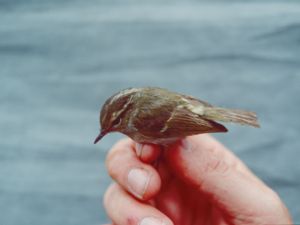 Phylloscopus yunnanensis - Chinese Leaf Warbler - Kinesisk sångare