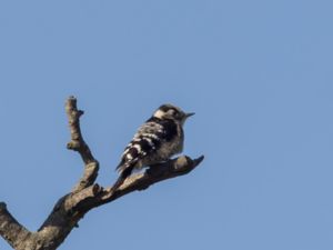 Dryobates minor - Lesser Spotted Woodpecker - Mindre hackspett