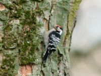 Dryobates minor male Tessinparken, Malmö, Skåne, Sweden 20190219B_0050