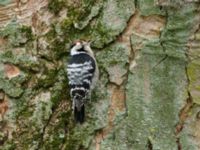 Dryobates minor male Tessinparken, Malmö, Skåne, Sweden 20190219_0027