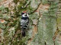 Dryobates minor male Tessinparken, Malmö, Skåne, Sweden 20190219_0031