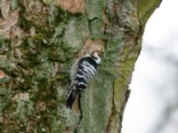 Dryobates minor male Tessinparken, Malmö, Skåne, Sweden 20190219_0040