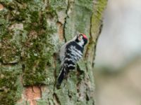 Dryobates minor male Tessinparken, Malmö, Skåne, Sweden 20190219_0058