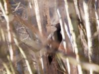 Dryocopus martius ad male Almåsa, Malmö, Skåne, Sweden 20160104_0016