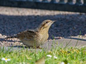 Jynx torquilla - Eurasian Wryneck - Göktyta