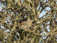 Jynx torquilla St Pauli M kyrkogård, Malmö, Skåne, Sweden 20180419_0036