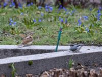 Jynx torquilla et Sitta europaea St Pauli S kyrkogård, Malmö, Skåne, Sweden 20220415_0035