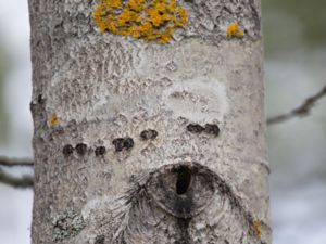 Picoides tridactylus - Eurasian Three-toed Woodpecker - Tretåig hackspett