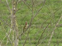 Picus viridis ad female Käglinge hästbacke, Malmö, Skåne, Sweden 20221102_0008