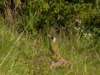 Picus viridis female Toarp, Malmö, Skåne, Sweden 20220518_0006