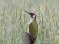 Picus viridis male Fuktängen, Toarp, Malmö, Skåne, Sweden 20240528_0005