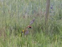 Picus viridis male Fuktängen, Toarp, Malmö, Skåne, Sweden 20240528_0019