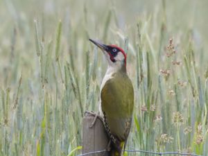 Picidae - Woodpeckers - Hackspettar