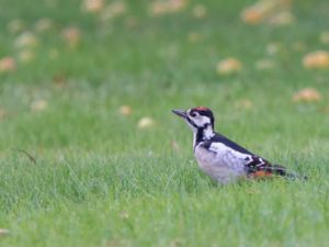 Dendrocopos major - Great Spotted Woodpecker - Större hackspett