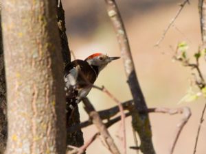 Dendrocopos medius - Middle Spotted Woodpecker - Mellanspett
