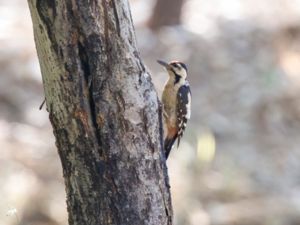 Dendrocopos syriacus - Syrian Woodpecker - Balkanspett
