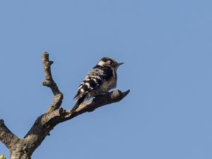 Dryobates minor - Lesser Spotted Woodpecker - Mindre hackspett