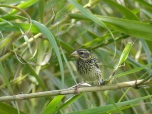 Ploceus manyar - Streaked Weaver - Streckad vävare