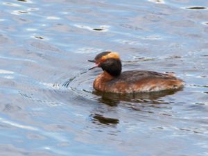 Podiceps auritus - Horned Grebe - Svarthakedopping