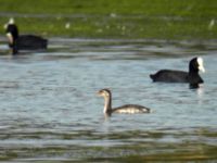 Podiceps auritus 1cy Björkelundadammen, Malmö, Skåne, Sweden 20090806 007