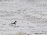 Podiceps auritus Klagshamns hamn, Malmö, Skåne, Sweden 20141108_0053