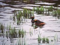 Podiceps auritus Stånga returvattendammar, Digrans, Gotland, Sweden 19970525 (4)