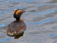 Podiceps auritus ad Barnviken, Malmö, Skåne, Sweden 20100727B 075