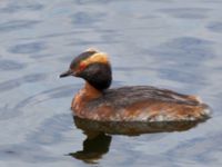 Podiceps auritus ad Barnviken, Malmö, Skåne, Sweden 20100727C 098