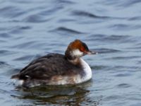 Podiceps auritus ad Ribersborg, Malmö, Skåne, Sweden 20101003B 194