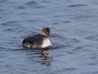 Podiceps auritus ad Ribersborg, Malmö, Skåne, Sweden 20101003C 182