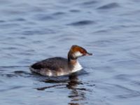 Podiceps auritus ad Ribersborg, Malmö, Skåne, Sweden 20101003C 185