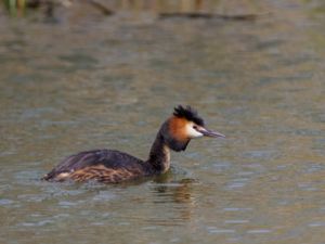 Podiceps cristatus - Great Crested Grebe - Skäggdopping