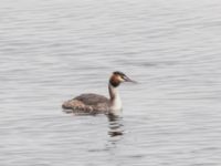 Podiceps cristatus Ön, Malmö, Skåne, Sweden 20240320_0004