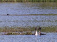 Podiceps cristatus Gäddängen, Fulltofta, Hörby, Skåne, Sweden 20230519_0114