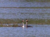 Podiceps cristatus Gäddängen, Fulltofta, Hörby, Skåne, Sweden 20230519_0117