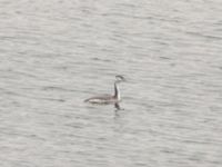 Podiceps cristatus Kalkbrottet, Klagshamns udde, Malmö, Skåne, Sweden 20240101_0033