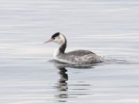 Podiceps cristatus Lagunens småbåtshamn, Riberborg, Malmö, Skåne, Sweden 20231204_0043