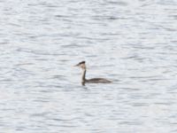 Podiceps cristatus Norra hamnen, Malmö, Skåne, Sweden 20231112_0006