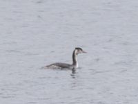 Podiceps cristatus Segeåns mynning, Malmö, Skåne, Sweden 20231211_0008