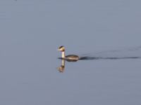 Podiceps cristatus ad Brunsångarudden, Klagshamns udde, Malmö, Skåne, Sweden 20231103_0048