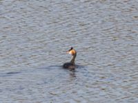 Podiceps cristatus ad Brunsångarudden, Klagshamns udde, Malmö, Skåne, Sweden 20231103_0050