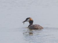 Podiceps cristatus ad Lertagsdammen, Klagshamns udde, Malmö, Skåne, Sweden 20230624_0072